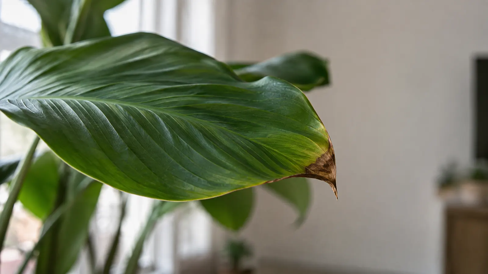 Close-up of a houseplant leaf with a slightly brown, dry tip in soft window light