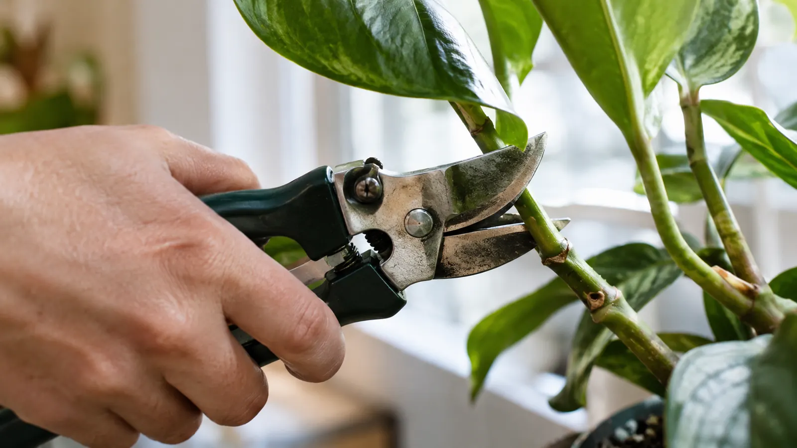 A close view of a hand holding pruning snips above a small potted plant on a table